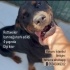 Dünya güzeli Rottweiler Yuva arıyor fotoğraf