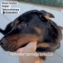 Dünya güzeli Rottweiler Yuva arıyor fotoğraf