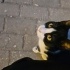 Acil yuva aranıyor fotoğraf