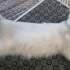 Ücretsiz british shorthair dişi kedi