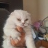 ÇİPLİ, AŞILI SCOTTISH FOLD fotoğraf