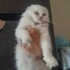 ÇİPLİ, AŞILI SCOTTISH FOLD fotoğraf
