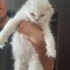 ÇİPLİ, AŞILI SCOTTISH FOLD fotoğraf