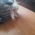 ÇİPLİ, AŞILI SCOTTISH FOLD fotoğraf
