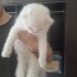 ÇİPLİ, AŞILI SCOTTISH FOLD fotoğraf