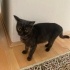 Cins kedi, sokaktan alındı sahibini arıyor