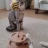 Sokağa dönmeme izin vermeyin fotoğraf