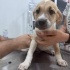 LEYDİ KIZIMIZ ÖMÜRLÜK YUVASINI ARIYOR <3 fotoğraf