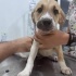 LEYDİ KIZIMIZ ÖMÜRLÜK YUVASINI ARIYOR <3 fotoğraf