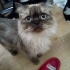 British Bluepoint Longhair, Sahiplendirme, Takip Koşullu