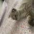 PONİ İÇİN YUVA ARIYORUM fotoğraf