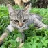 Güzel Lily'ye Yuva Aranıyor fotoğraf