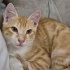 BU KIŞI KEDİNİZLE GEÇİRİN