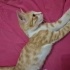 BU KIŞI KEDİNİZLE GEÇİRİN fotoğraf