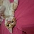 BU KIŞI KEDİNİZLE GEÇİRİN fotoğraf