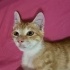 BU KIŞI KEDİNİZLE GEÇİRİN fotoğraf