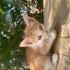 1.5 aylık yavru kedi fotoğraf