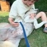 BEAGİ ( BEAGLE+ CORGİ)