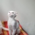 Aykız yeni yuvasını arıyor fotoğraf