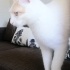 PAMUK GİBİ KURABİYEMİZE SICAK YUVA ARIYORUZ fotoğraf
