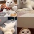 1.5 yaşında ücretsiz Sahiplendirme aşıları tam kısır fotoğraf