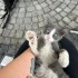 Oyuncu, tatlı, güzel mi güzel Gri Smokin Erkek Kedi fotoğraf