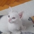 Minicik henüz 1'5 aylık ömürlük yuva heveslik değil fotoğraf
