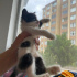 POFUDUK YUVA ARIYOR fotoğraf