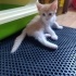 Acil yuva aranıyor fotoğraf