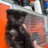 SİYAH YAVRU KEDİ YUVASINI ARIYOR fotoğraf