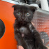 SİYAH YAVRU KEDİ YUVASINI ARIYOR fotoğraf