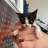 MİNİİK YAVRU KEDİ YUVASINI ARIYOR
