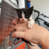 MİNİİK YAVRU KEDİ YUVASINI ARIYOR fotoğraf