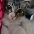 Uslu Prenses Lily Kısır ve Çipli🌸 (ikinci kedi olmaya çok uygun💕) fotoğraf