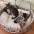 Yavru kedi evcil fotoğraf