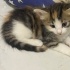Yavru kedi evcil fotoğraf