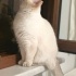 Uysal British Shorthair