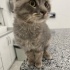 Sokağa terkedilen sevecen can❤️ fotoğraf