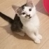 ANKARA ACİL YUVA ARIYORUZ fotoğraf