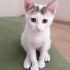 ANKARA ACİL YUVA ARIYORUZ fotoğraf