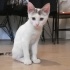 ANKARA ACİL YUVA ARIYORUZ fotoğraf