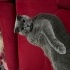 ATLASA YUVA ARIYORUM ÜCRETSİZDİR🐾 fotoğraf