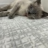 0506 020 61 70 Ömürlük bir yuva arıyoruz mavişimize. fotoğraf