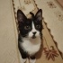 Casper bebek yuva ariyor fotoğraf