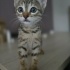 2 aylık tekir kedi ömürlük yuvasını arıyor fotoğraf