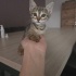 2 aylık tekir kedi ömürlük yuvasını arıyor fotoğraf