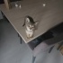2 aylık tekir kedi ömürlük yuvasını arıyor fotoğraf