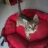 2 aylık tekir kedi ömürlük yuvasını arıyor fotoğraf