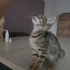 2 aylık tekir kedi ömürlük yuvasını arıyor fotoğraf