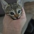 2 aylık tekir kedi ömürlük yuvasını arıyor fotoğraf